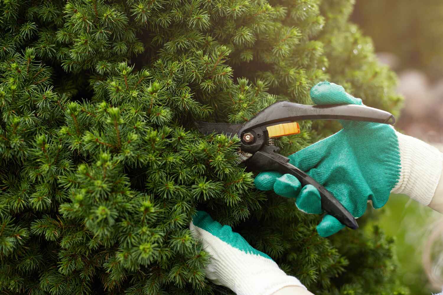 Best Commercial Tree Services  in USA